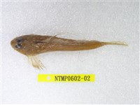 藏品(絲鰭斜棘(魚銜))的圖片